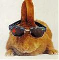   dr.Aleqs